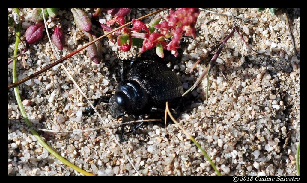 Pimelia sp.