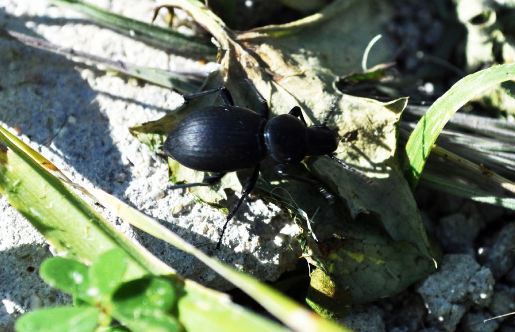 Tenebrionidae da id: Tentyria grossa ssp. sardiniensis?