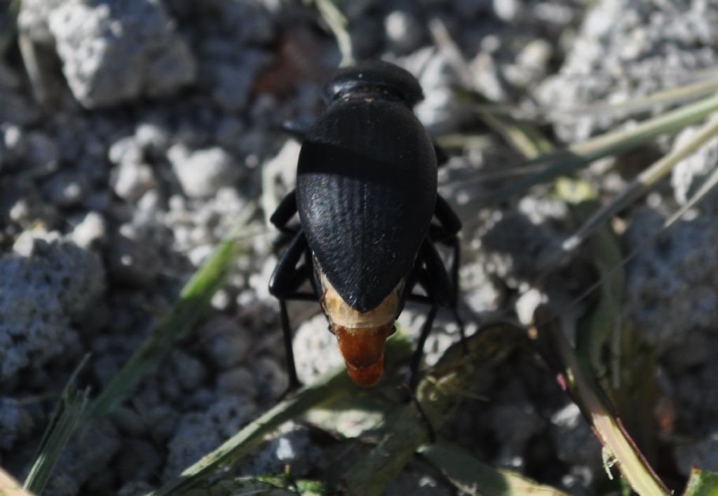 Tenebrionidae da id: Tentyria grossa ssp. sardiniensis?