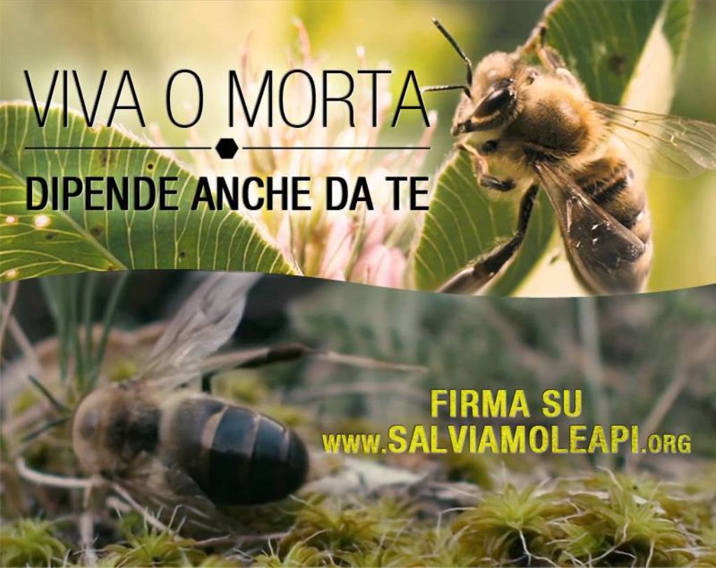 Salviamo le api: firmate la petizione contro i pesticidi!!