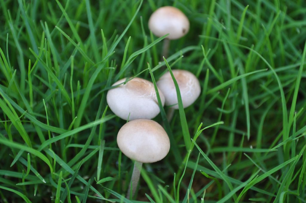 Fungo da determinare