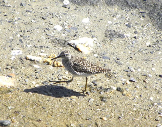 Dubbio su Scolopacide