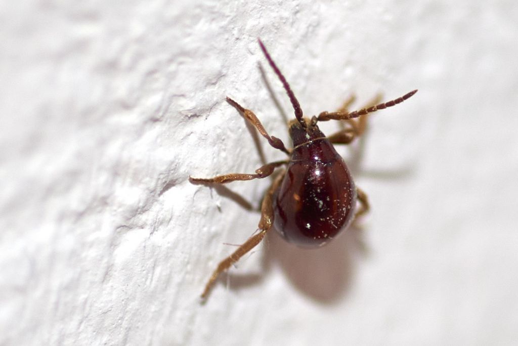 riconoscimento insetti in casa: Gibbium psylloides (Anobiidae Ptininae)
