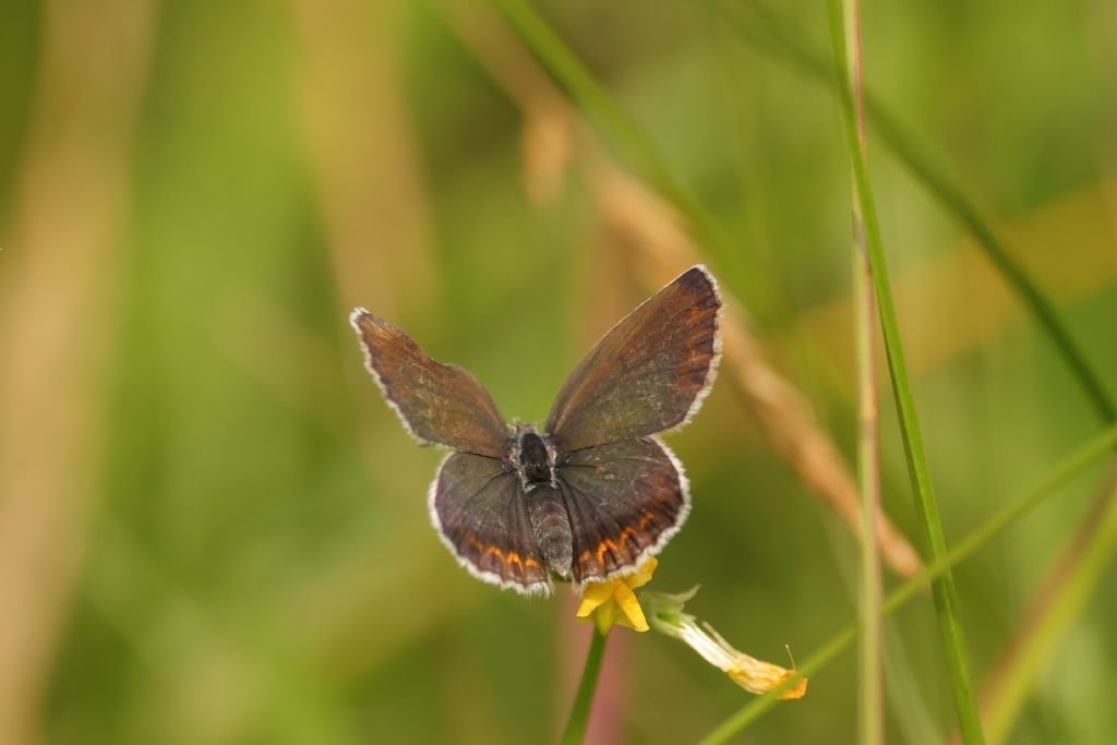 Aiuto identificazione - Plebejus sp.