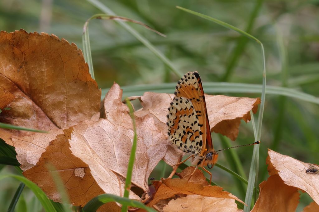 Melitaea didyma o trivia?
