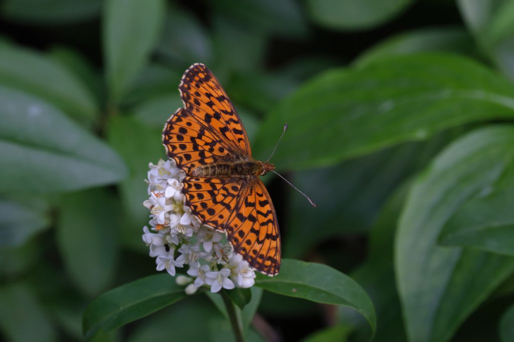 aiuto identificazione...Boloria? - S, Boloria euphrosyne