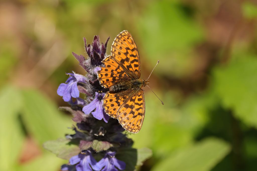 Aiuto indentificazione - Argynnis? che species?