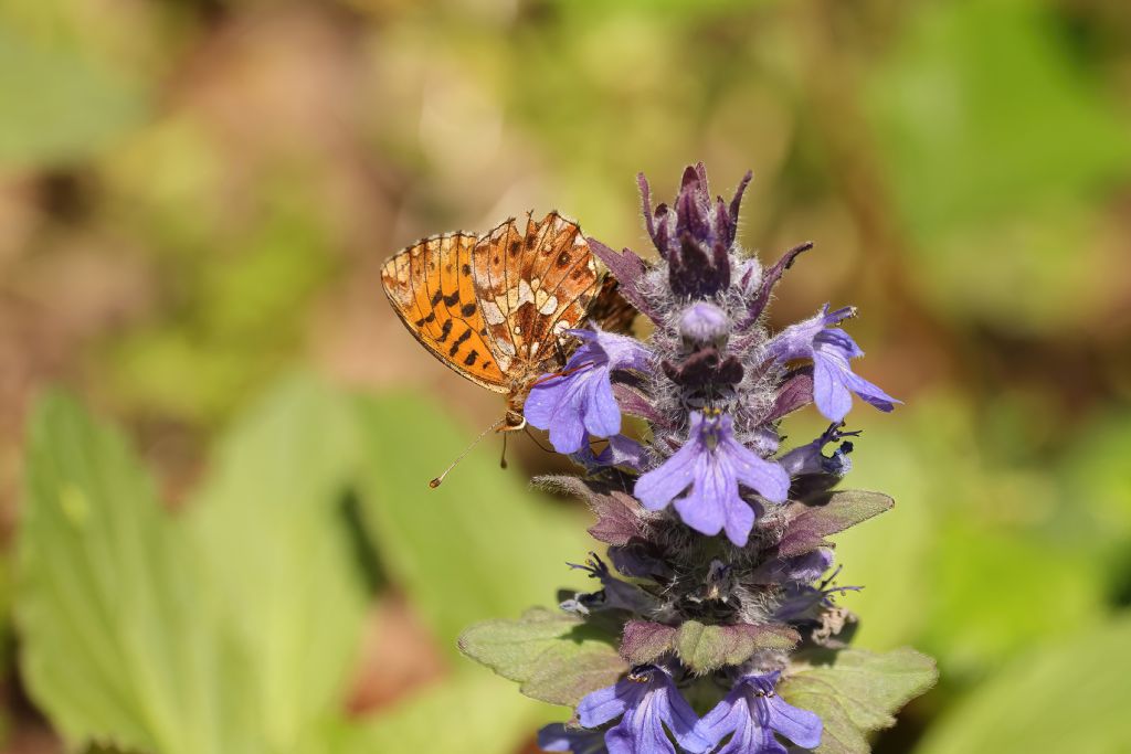 Aiuto indentificazione - Argynnis? che species?