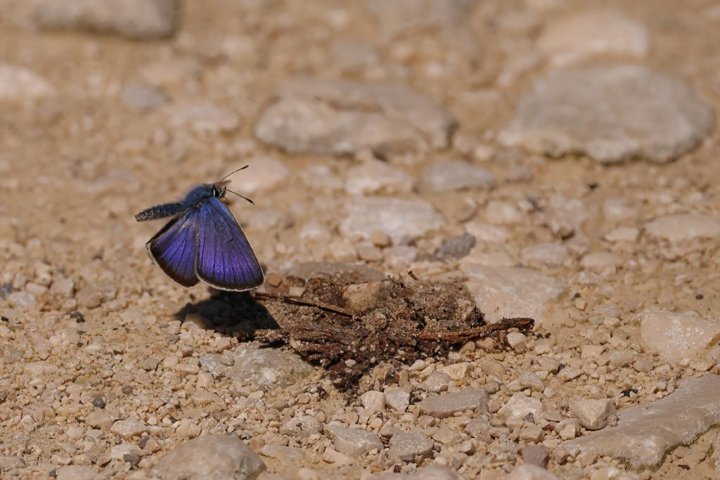 Aiuto identificazione Polyommatus semiargus?
