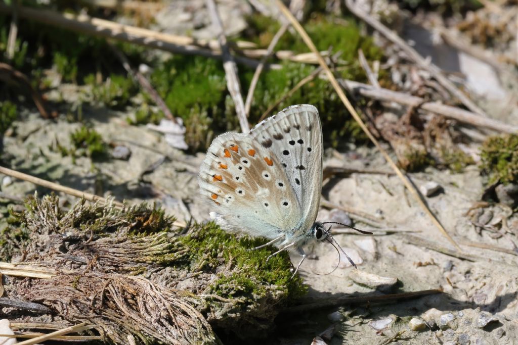 Aiuto identificazione