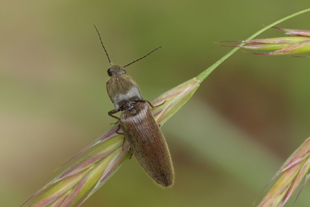 Elateridae: Athous sp.