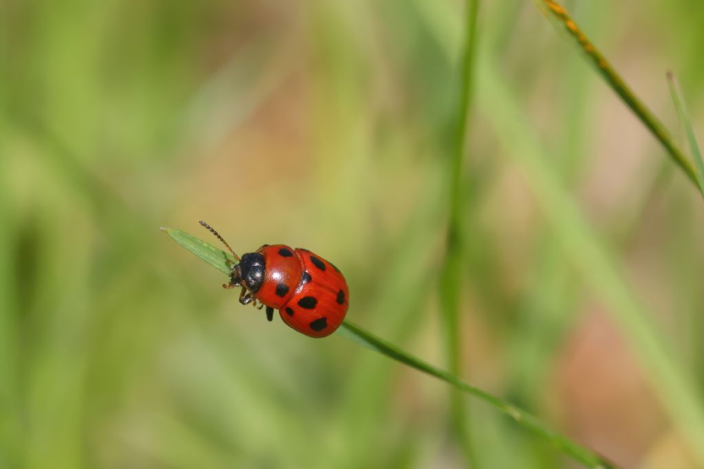 Chrysomelidae: Gonioctena fornicata
