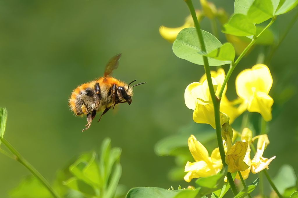 Apidae: Bombus pascuorum (cf.)