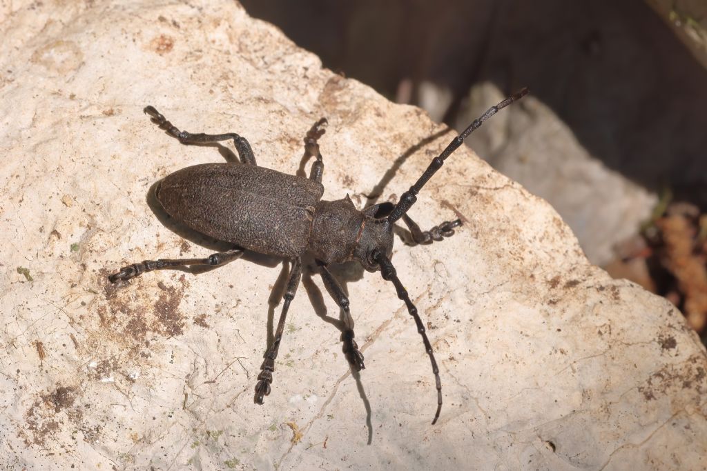 Cerambycidae: Lamia textor