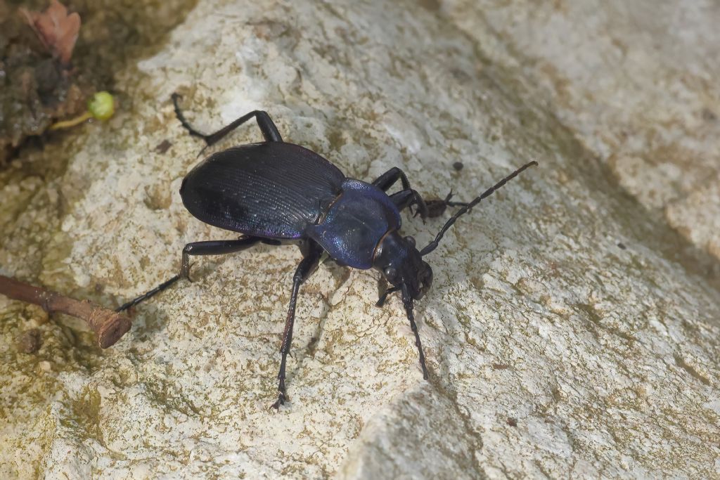 Carabidae: Carabus sp.