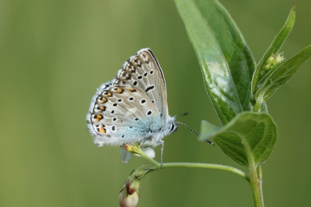Aiuto identificazione