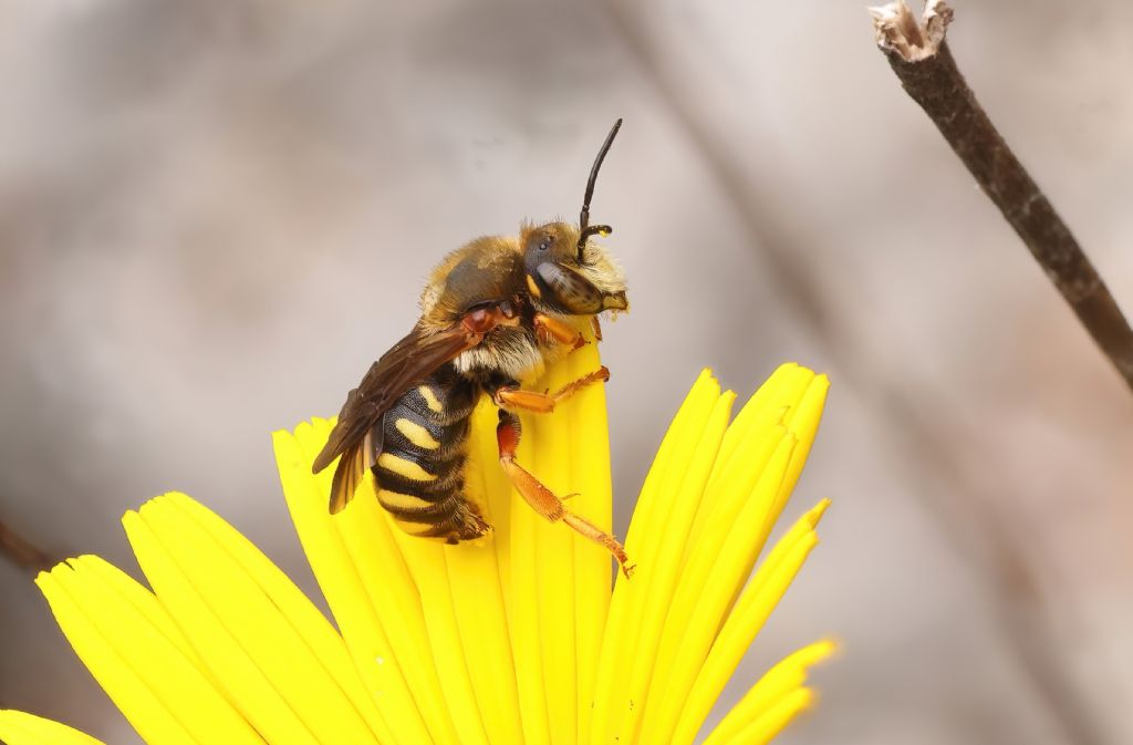 Megachilidae: maschio di Rhodanthidium septemdentatum
