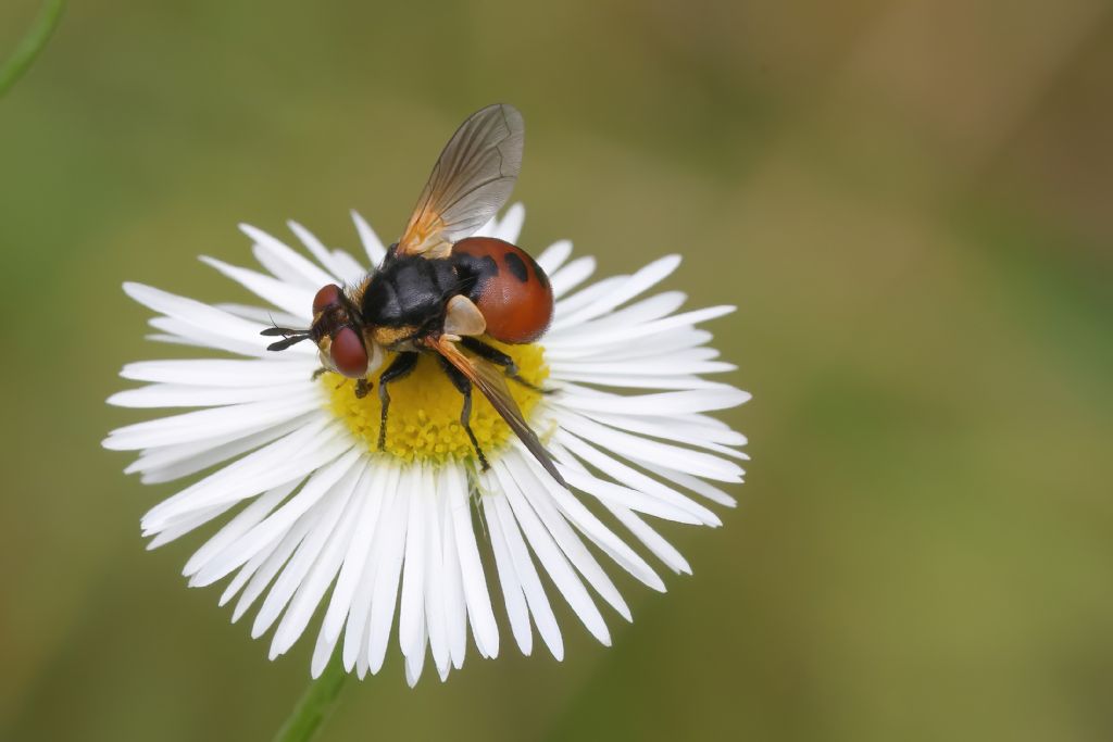 Aiuto identificazione