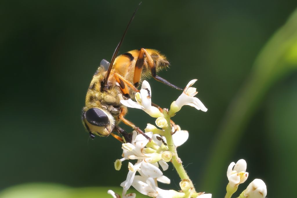 Aiuto identificazione: Myathropa florea femmina (Syrphidae)