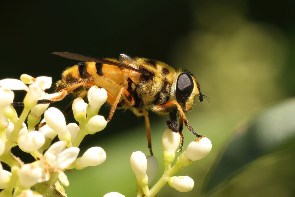 Aiuto identificazione: Myathropa florea femmina (Syrphidae)