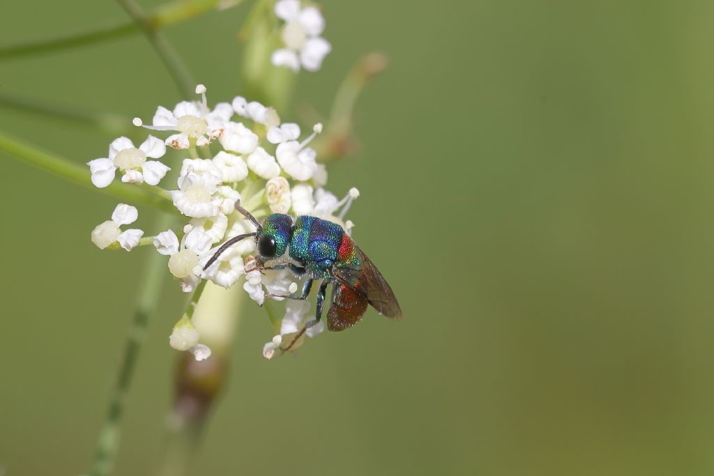 Aiuto identificazione