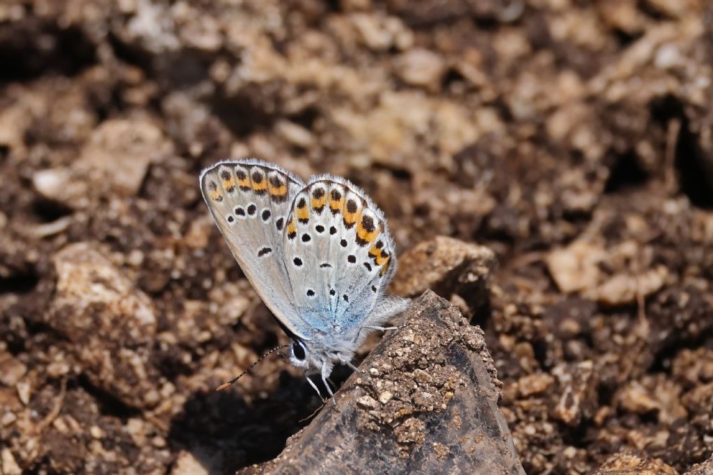 Aiuto identificazione
