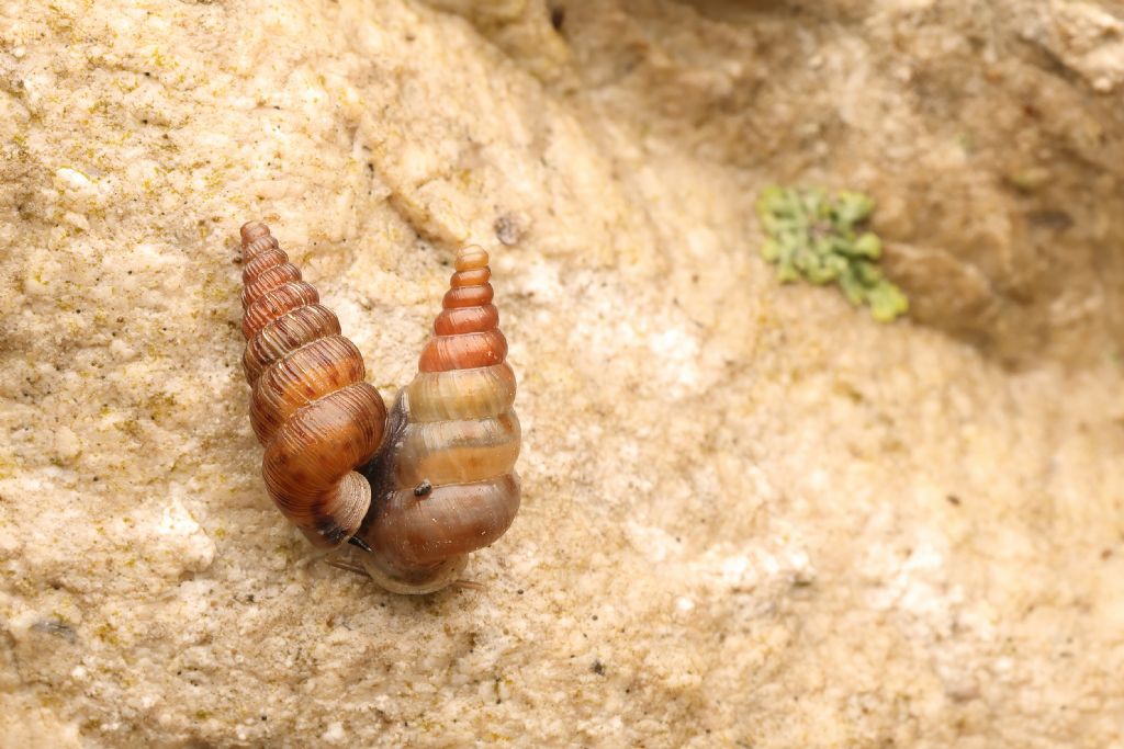 la prova che liscio o costoluto non fa sottospecie.....
