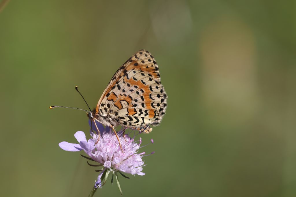 Questa mi vien da dire Melitaea trivia...o no?
