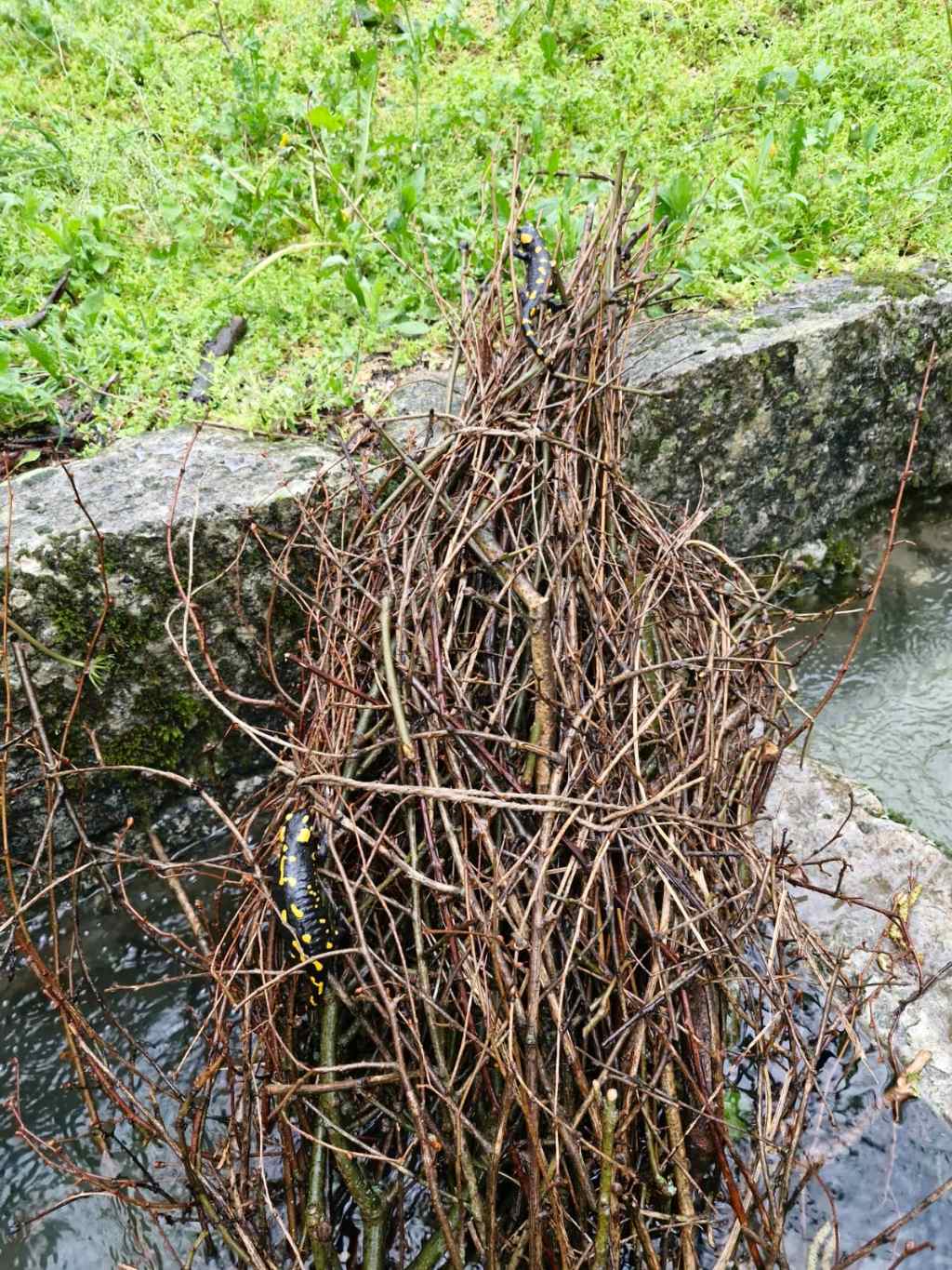 Questo stamattina (salvataggio salamandre)
