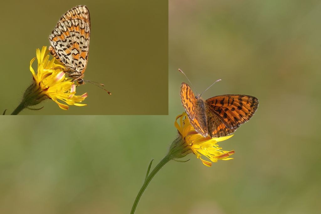 Melitaea trivia?
