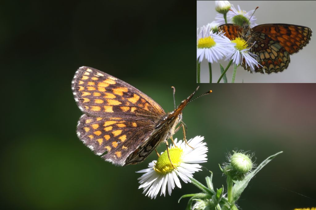 Melitaea ma non mi sembra athalia...