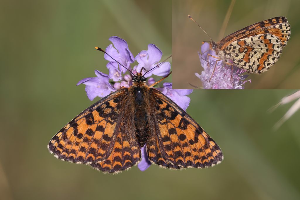 per me...Melitaea trivia....o no?