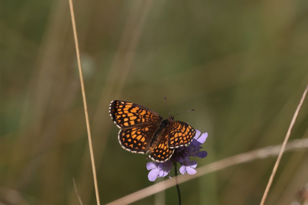 Ancora su Melitaea athalia vs Melitaea aurelia