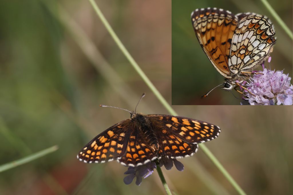 Ancora su Melitaea athalia vs Melitaea aurelia