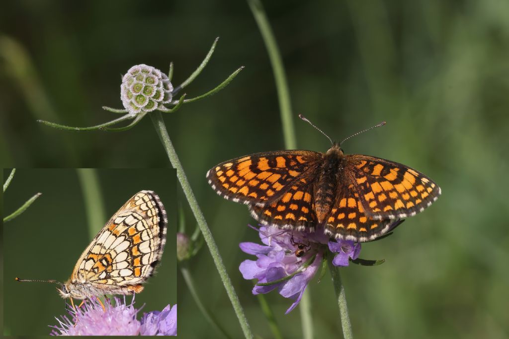 Ancora su Melitaea athalia vs Melitaea aurelia