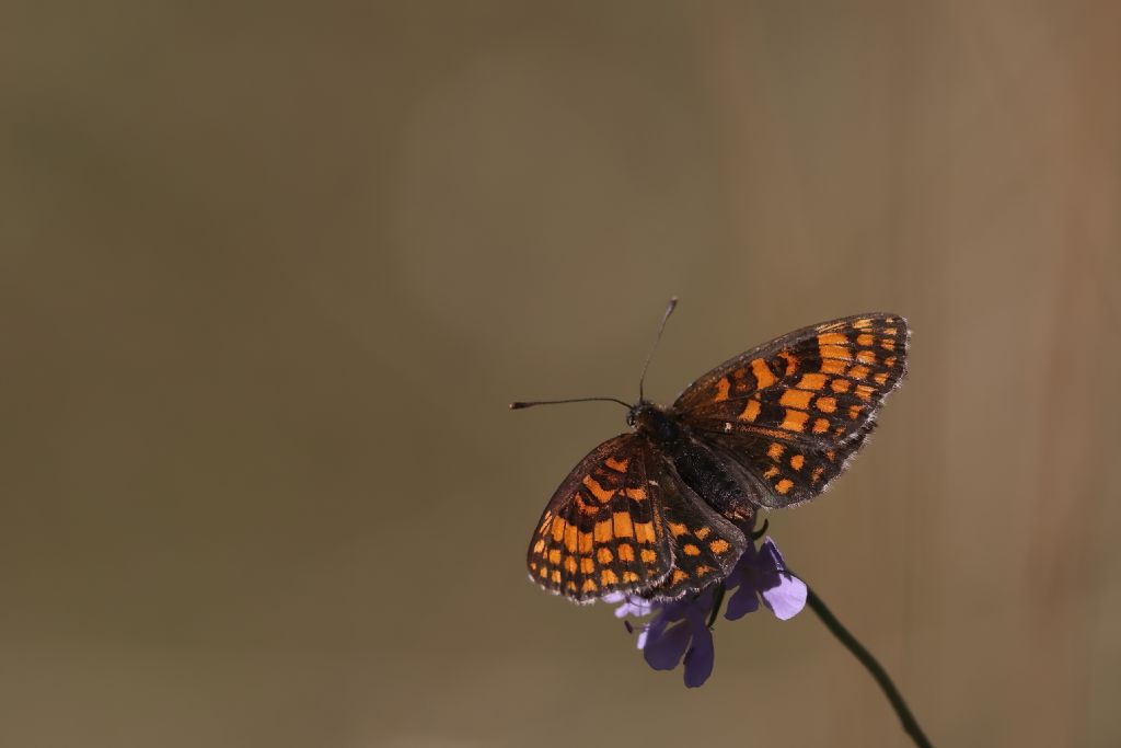 Ancora su Melitaea athalia vs Melitaea aurelia