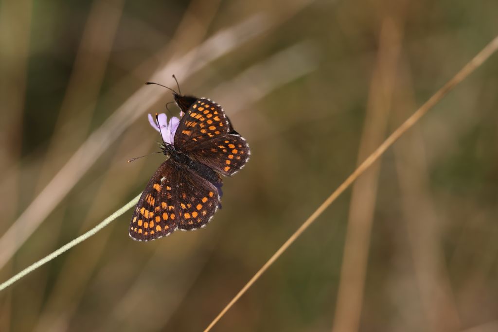 Ancora su Melitaea athalia vs Melitaea aurelia