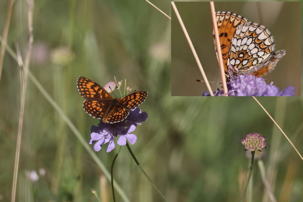 Melitaea aurelia ....credo