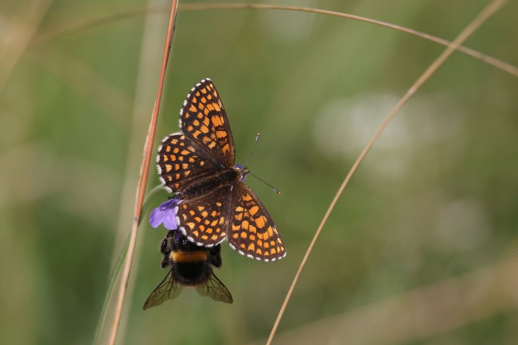 Melitaea aurelia ....credo