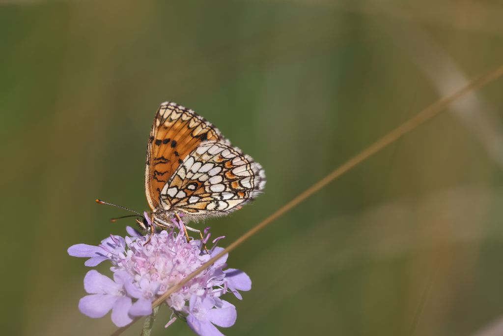 Melitaea aurelia ....credo