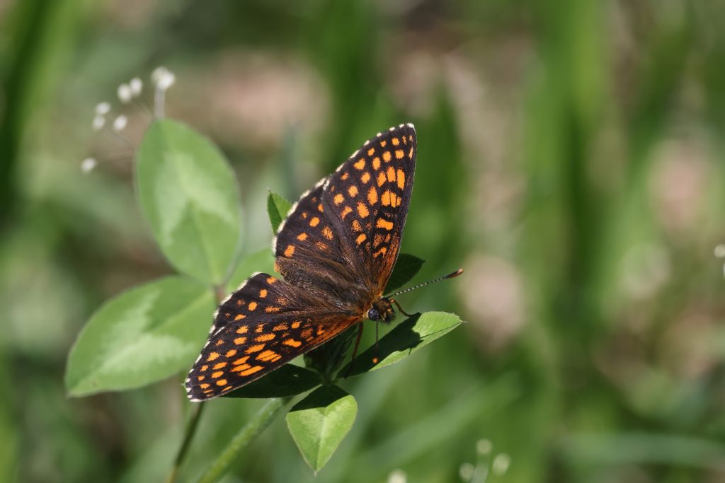 Ancora su Melitaea athalia vs Melitaea aurelia