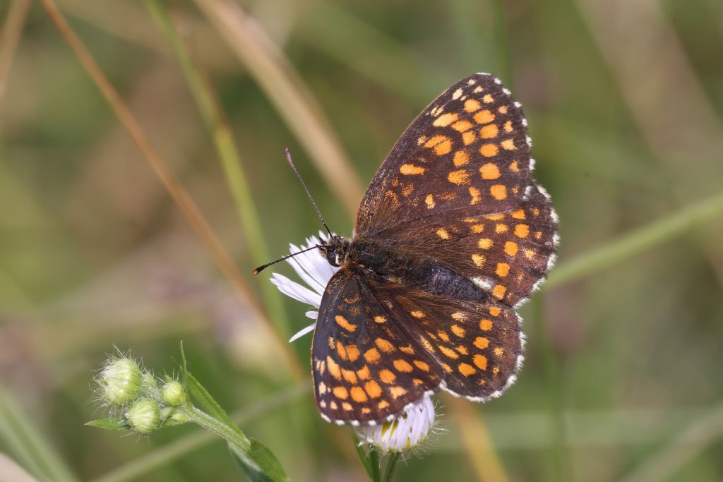 Ancora su Melitaea athalia vs Melitaea aurelia