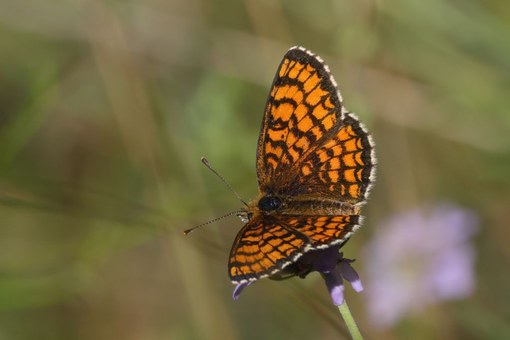 una Melitaea strana - aiuto identificazione
