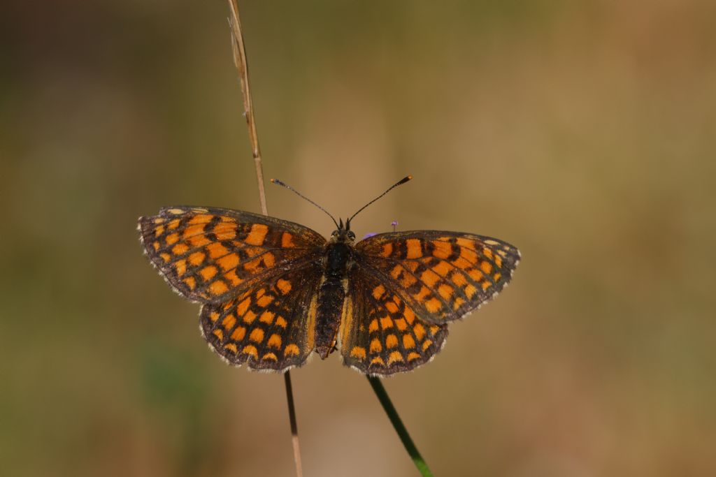 una Melitaea strana - aiuto identificazione