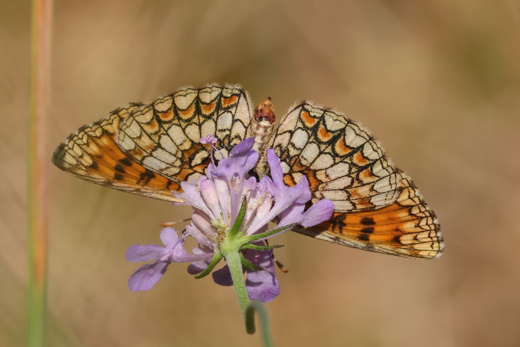 una Melitaea strana - aiuto identificazione