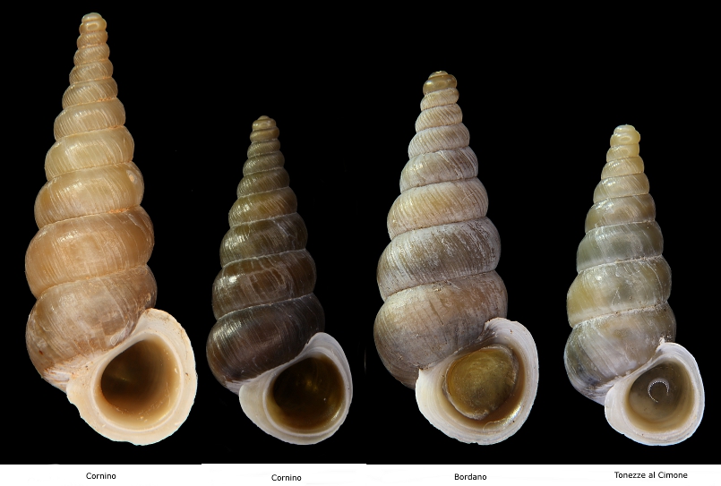 Cochlostoma da identificare da Cima Grappa