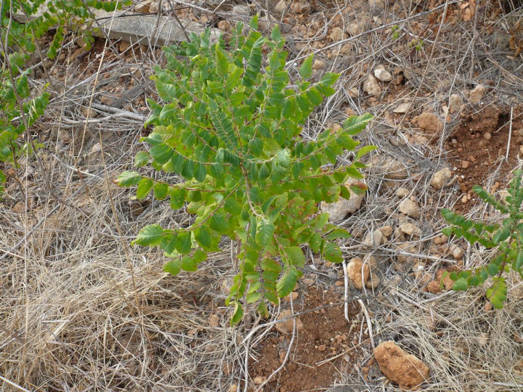 Rhus coriaria / Sommacco siciliano