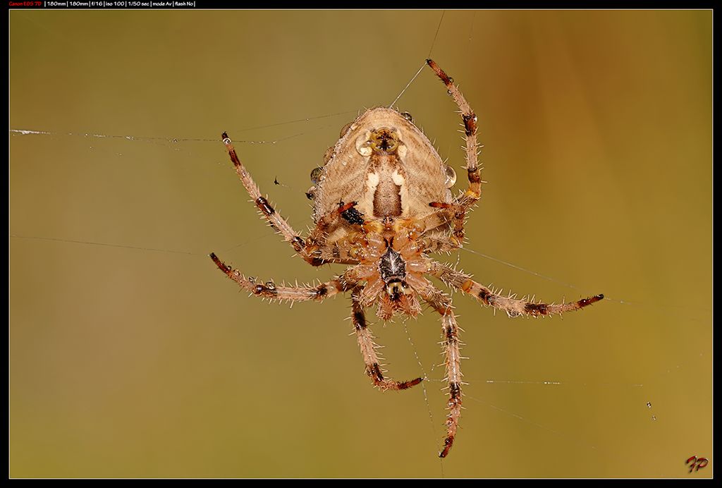 Araneus diadematus - S.Martino (PA)