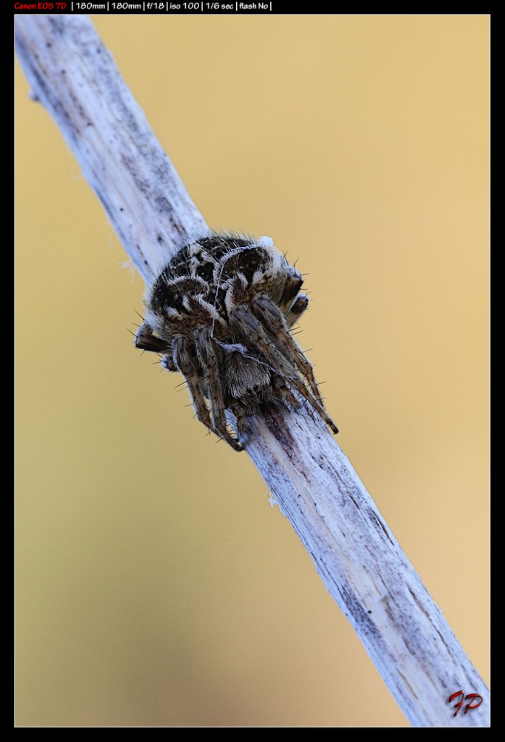 Agalenatea redii - Monte Pellegrino (PA)