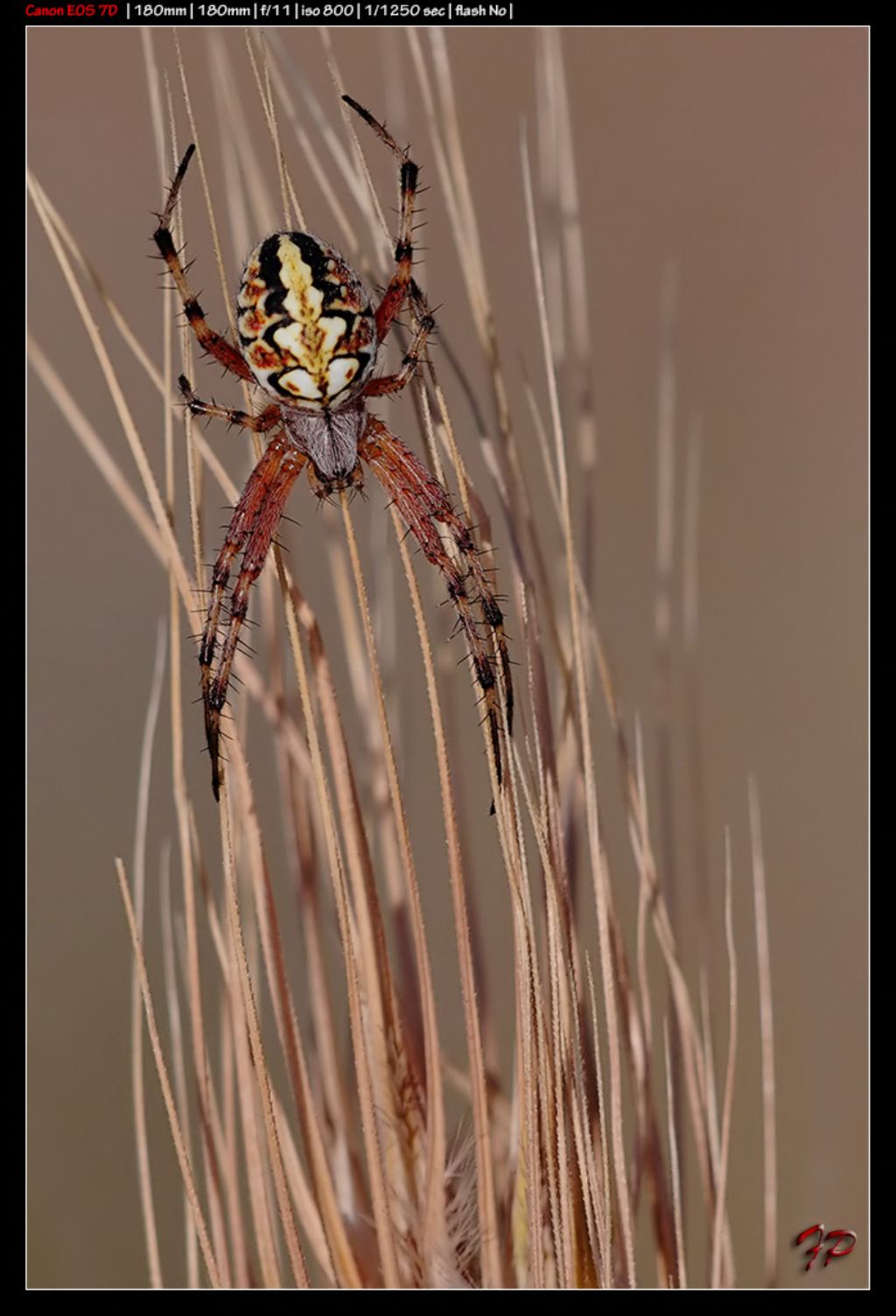 Neoscona adianta - Capogallo (PA)